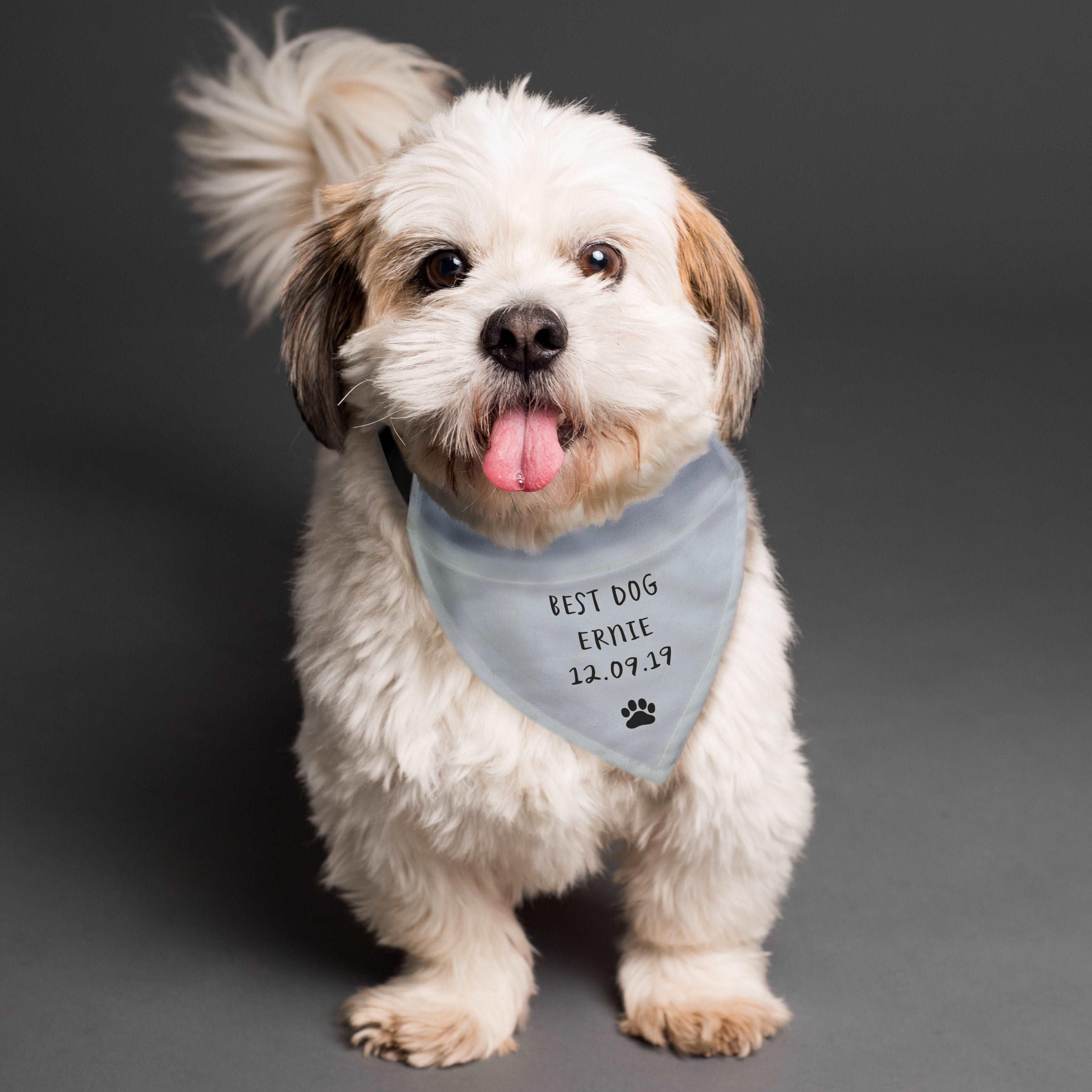 Pet 2024 bandana shutterfly